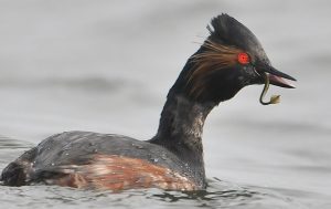 cop grèbe à cou noir et syphonostome