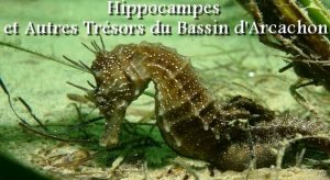 Affiche 2 flm hippocampes Nadau