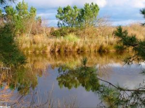 marinelle reflet etang